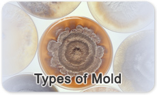 Types of Mold and How They Effect Health